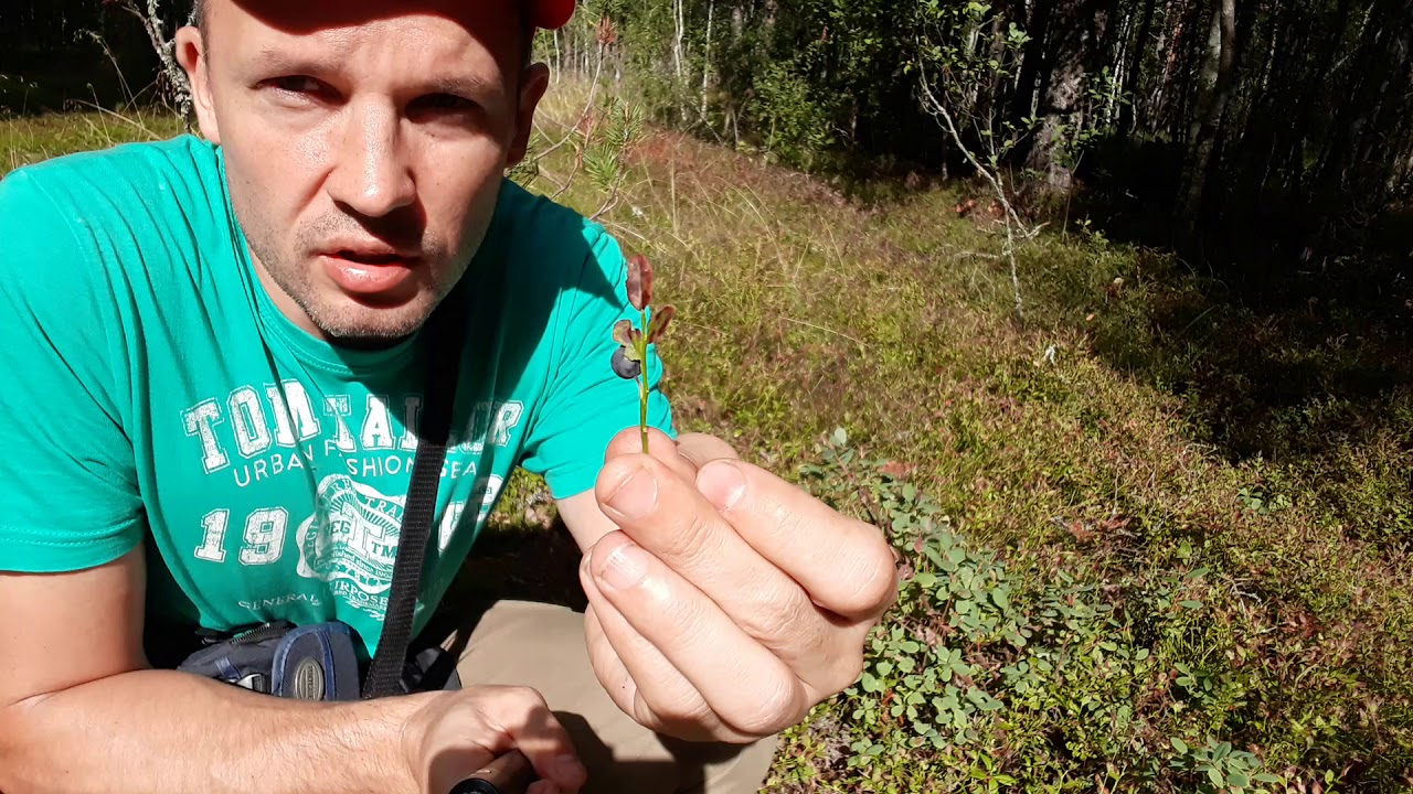 Ягоды. Что можно есть в лесу?