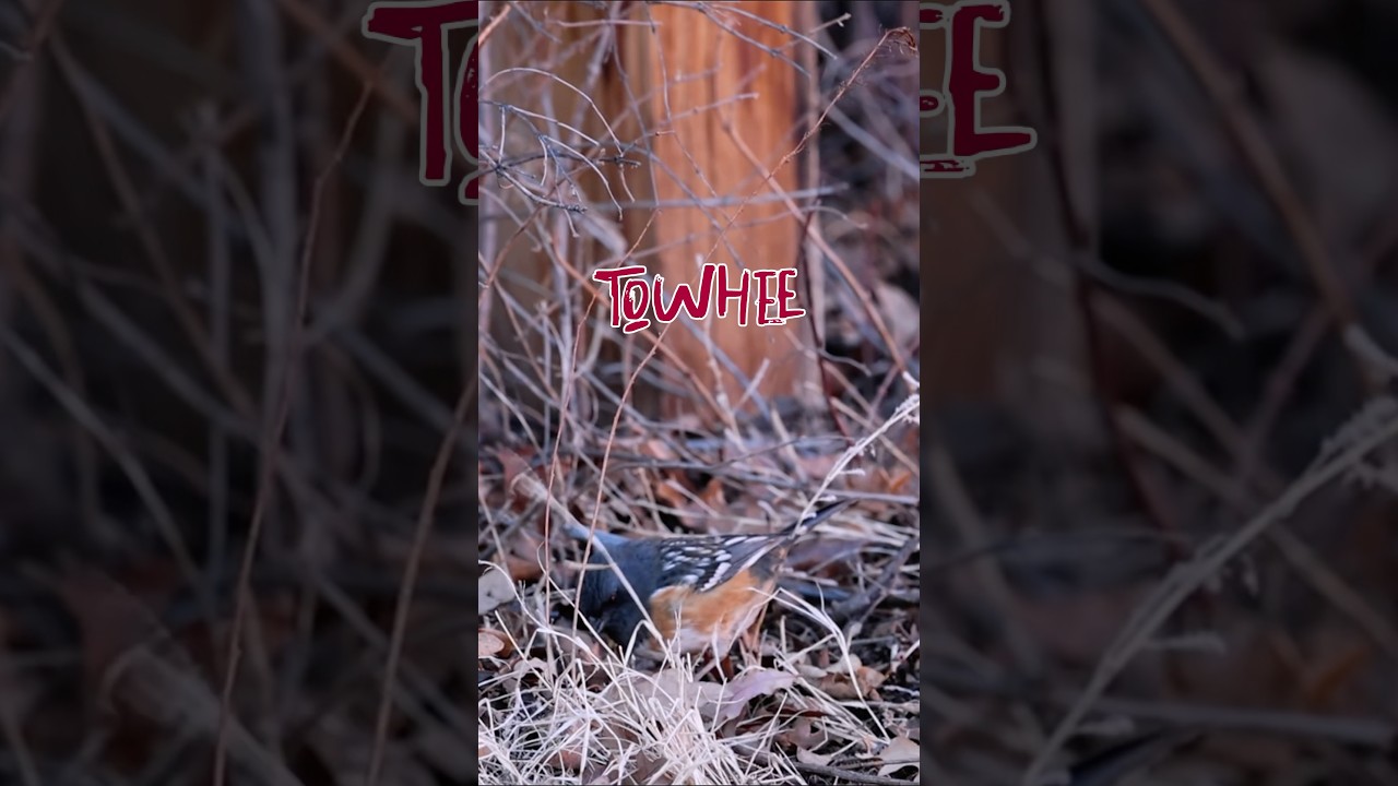 Spotted Towhee Bird at Garden of the Gods 