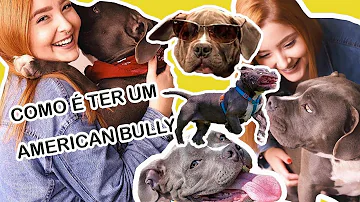 Tem como criar American Bully em apartamento?