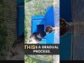 Bold Rooks Lead the Way: Will They Master the New Setup? #crowtraining #smartcrow