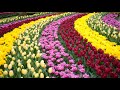 🌷🌹DER KEUKENHOF IN HOLLAND💐🌷 - Der wohl schönste und bunteste Frühlings-Blumen-Park der Welt!