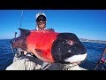 Kayak Fishing for California Sheephead | #FieldTrips West Coast