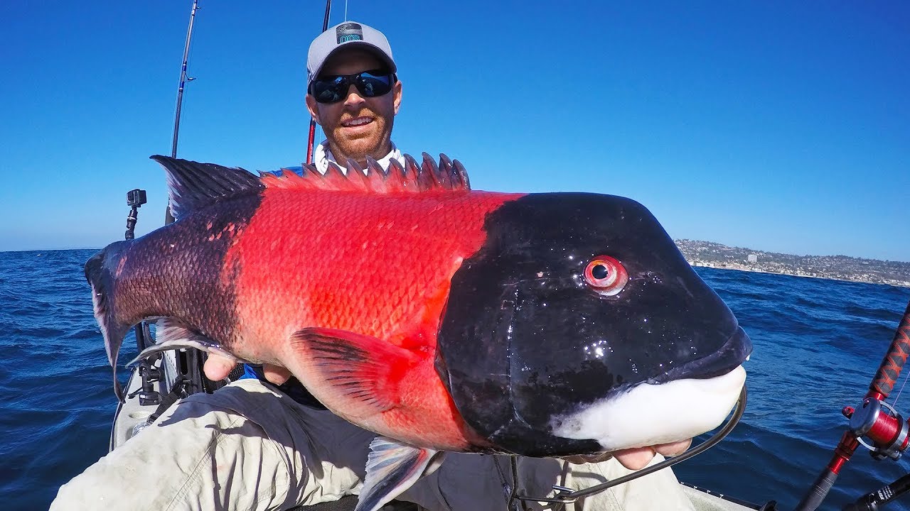 kayak fishing for california sheephead #fieldtrips west