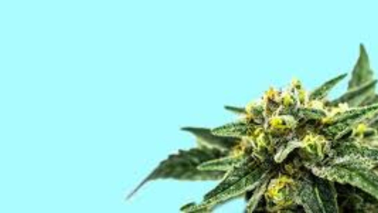 cannablast #4 with young terp and fluffy dabs