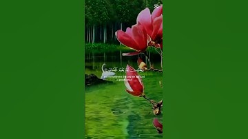 قران كريم تلاوه خاشعه 🎧🙏ارح قلبك ❤️ وبدنك😔 #اكسبلور #الرحمن #المصحف #لايك #دويتو #ترند #متابعه