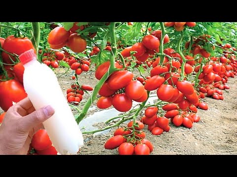 Vídeo: Tomates de baixo crescimento para campo aberto. Tomates de baixo crescimento que não precisam ser beliscados. Colha tomates raquíticos