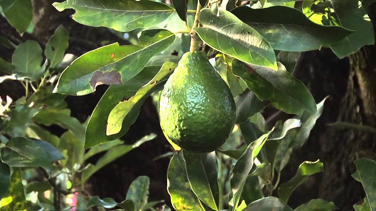 Smart Irrigation Avocado App Avocado Grower Wayne Worthley YouTube