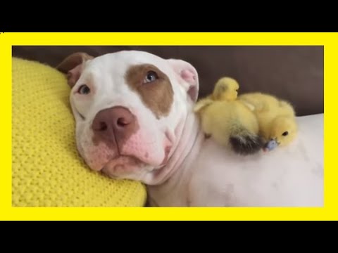 porque tener un PITBULL Pitbull Ventajas Y Desventajas De Escogerlo Como Mascota