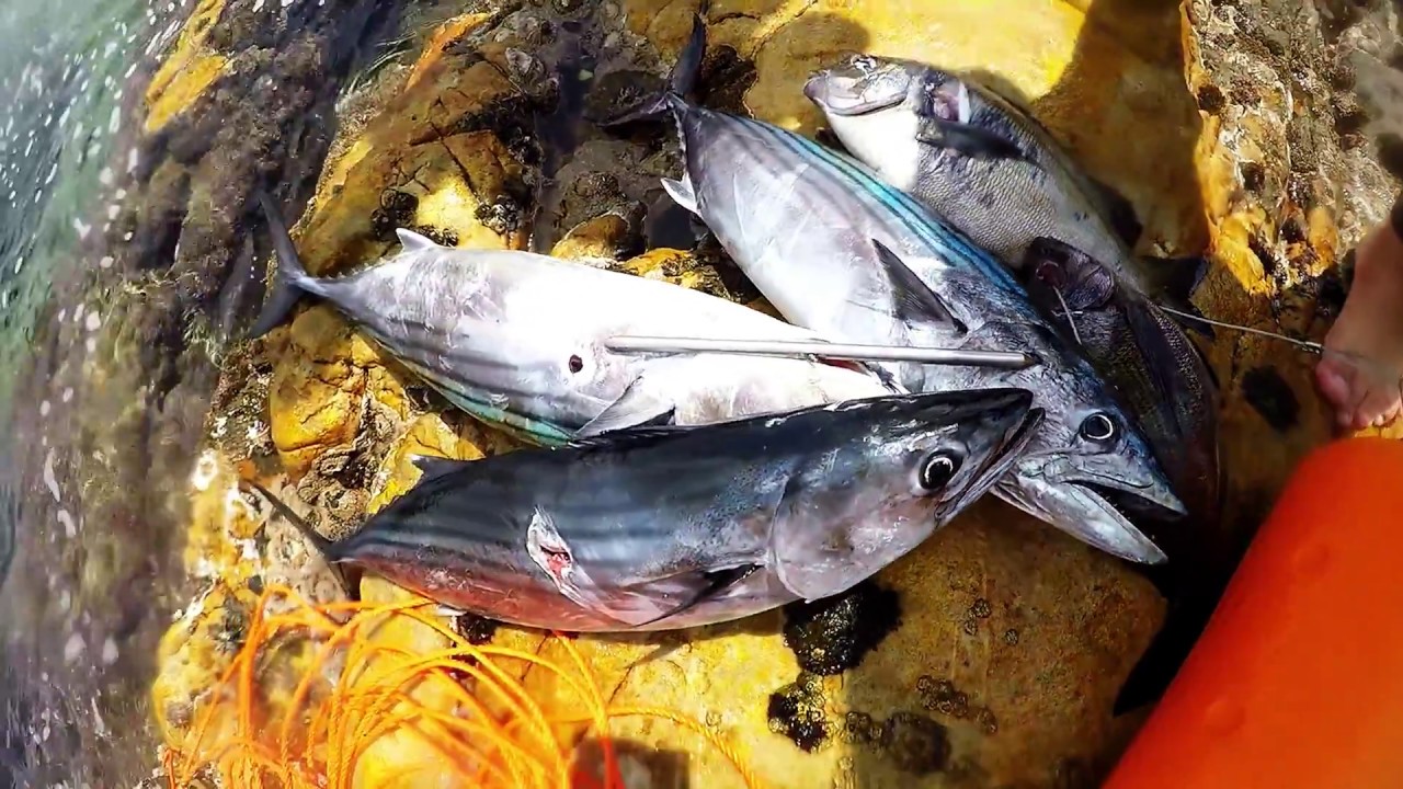 Spearfishing for Bonito in Cape St. Francis, South Africa.