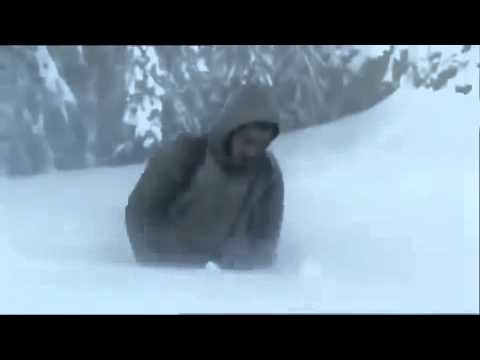 მგლები ამ ვიდეომ შეძრა მსოფლიო