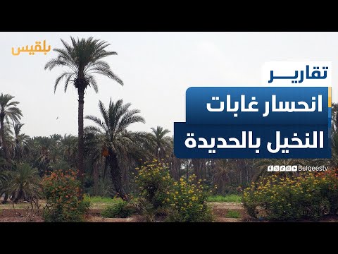 انحسار غابات النخيل في السواحل نتيجة الإهمال الحكومي والتغير المناخي | تقرير: وديع عطا