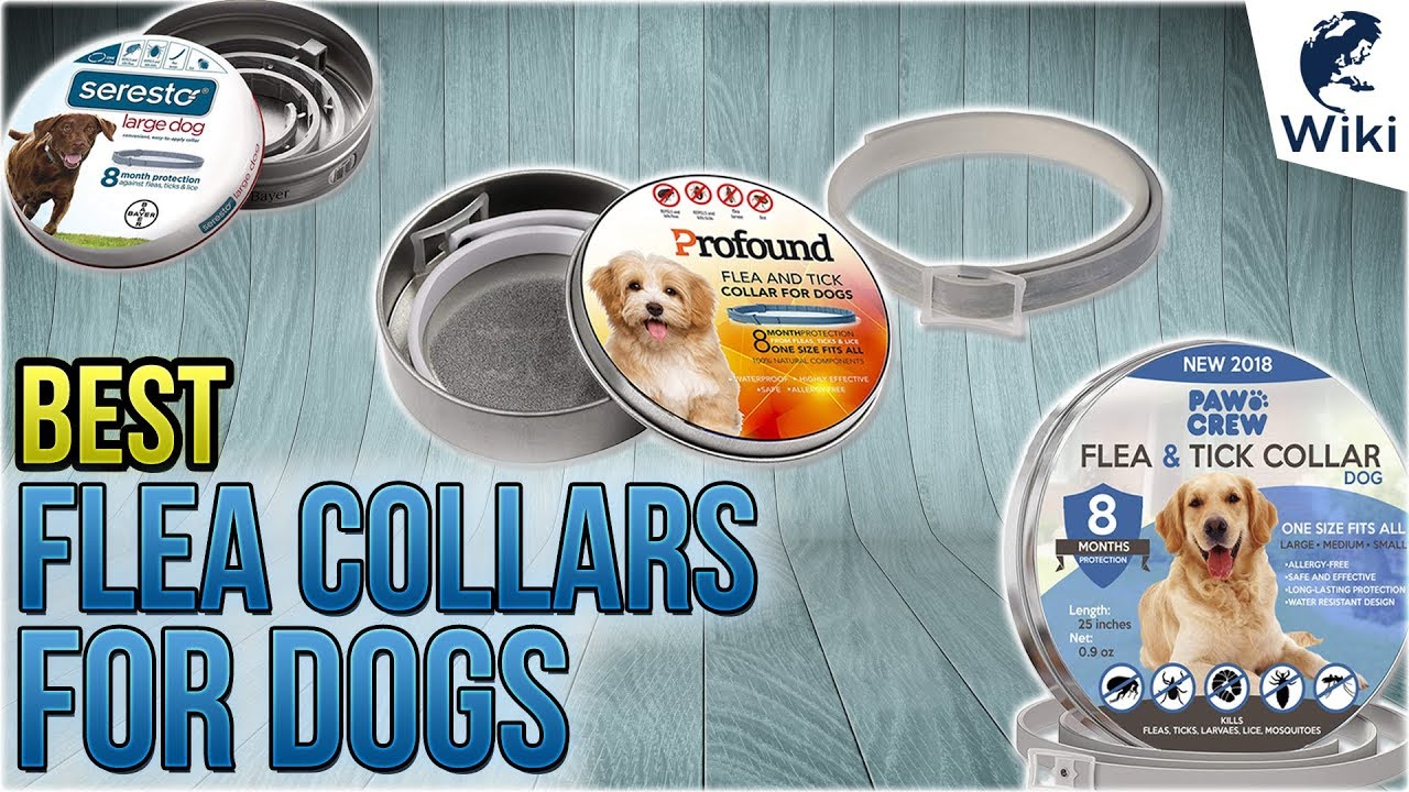 best flea and tick collar