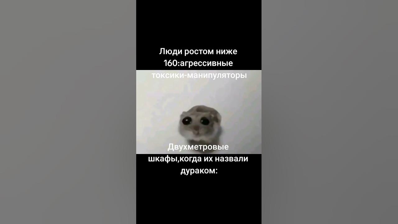 Мем с хомяком - YouTube