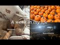 A week in my life (new puppy edition)