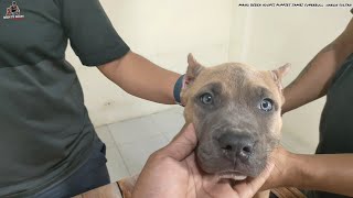 MANG BEBEN BELI PUPPIES JAMBI SUPER BULL ANAK IMPORT MERLE || PUPPIES PITBULL SEHARGA AVANZA