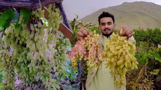 Kabul seedless grapes | Afghanistan | د شمالي انګور