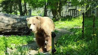 3 mins of  grizzly   bear #bear #bears #animal #animals #toronto #trending #viral #shortsviral #vlog