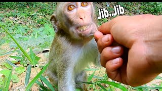 Opp!Alba Angry Me To Touch Her Chin Alba Cute Baby Monkey  |Don't Jealous Alba During She Get Banana
