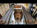【愛犬】ミニチュアダックスと過ごす休日。