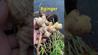Huh? What’d I say? #ginger #gardening #homesteader #latebloomer