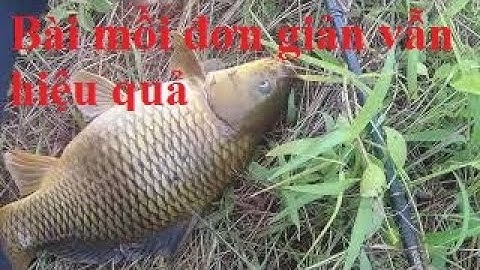 Bài mồi câu laner đơn giản, dễ làm vẫn lên cá chép đẹp