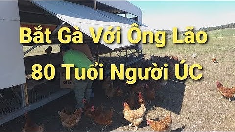 Cuộc sống ở Úc  : Trải nghiệm thú vị đi bắt gà cùng ông lão nông dân 80 Tuổi Người ÚC
