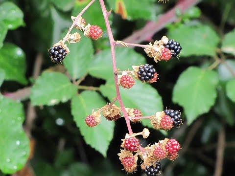 Video: Poda de moras: cómo y cuándo podar las moras