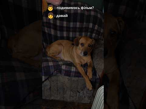 життєво #shorts #шукаюсім'ю #українськийютуб #catlover #котики #cute #милікотики #catshorts