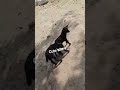 cute ছাগল 🐐