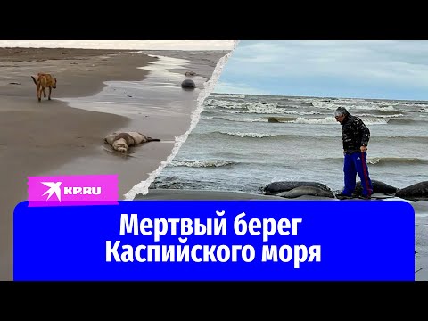 Мертвый берег Каспийского моря: почему погибли сотни тюленей?