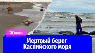 Мертвый берег Каспийского моря: почему погибли сотни тюленей?