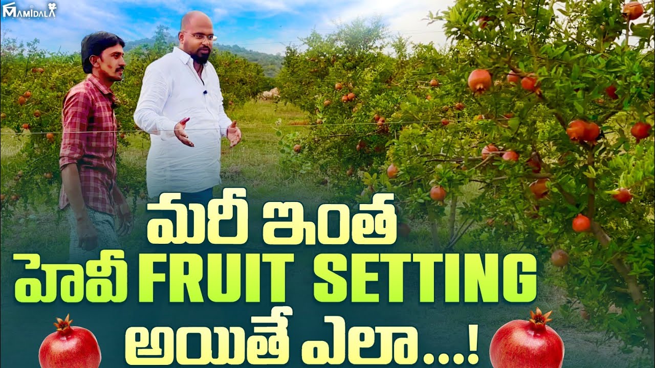 Frit Set మరీ ఇంత హెవీ FRUIT SETTING అయితే ఎలా ? | POMEGRANATE FARMING TELUGU ...