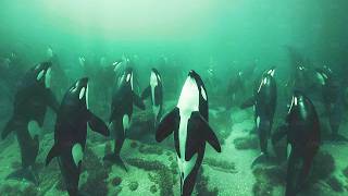 The Way Orcas Prepare for Death Has Shocked the World