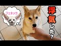 【浮気発覚】柴犬に内緒でフェネックと遊んだ結果、嫉妬で女の顔に…