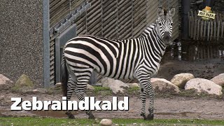 Dyrepasser kalder zebraerne ind