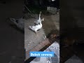 bebek Sowang bebek angsa hadir depan rumah tiap hari