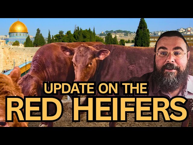 Witnessing History: THE RED HEIFERS IN ISRAEL. Is this a sign of the END TIMES? class=