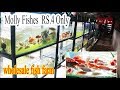 ATLANTA AQUA FARM  PART1-Aquarium and Ornamental Fishes-Aquarium Accessories-Wholesale Fishes