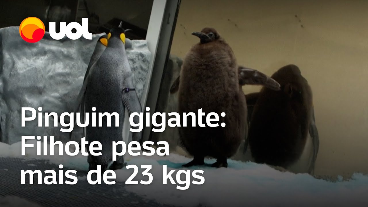 Pinguim gigante: Pesto é um filhote que pesa 23 quilos; veja vídeo ...