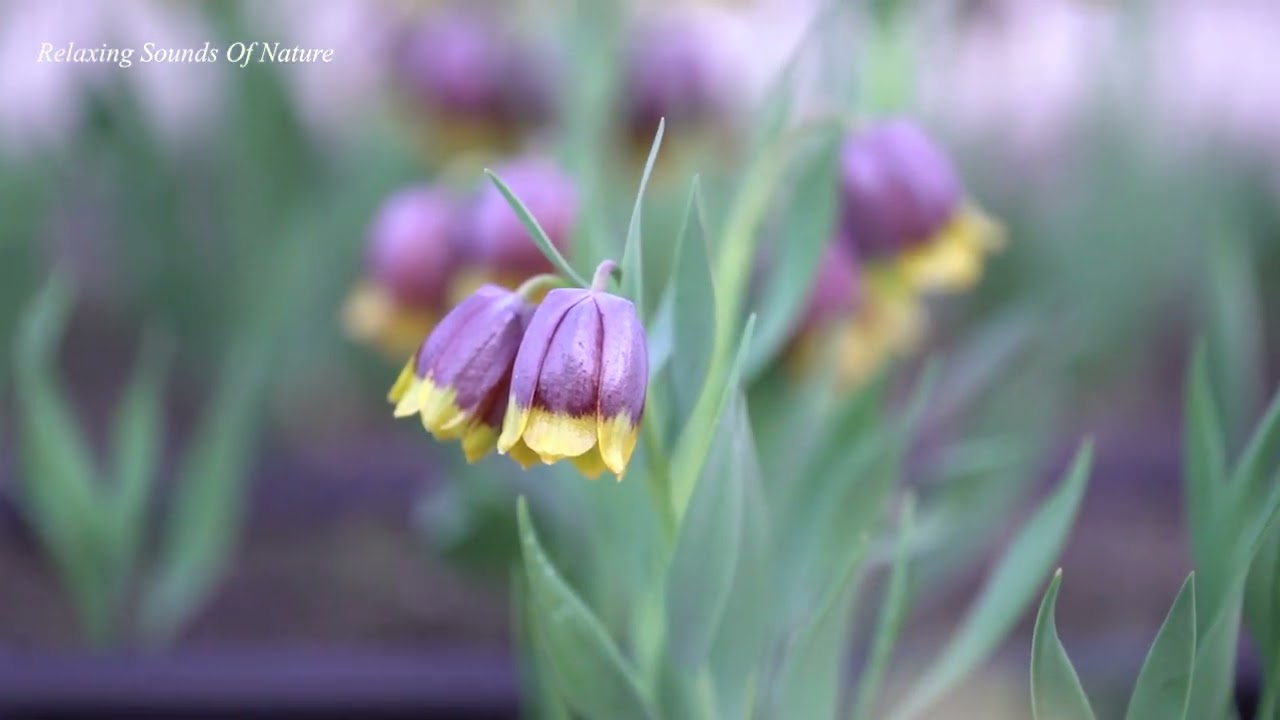 Exotic Flower - Relaxing Guitar Music • Nature Sounds | Relaxing Nature Background