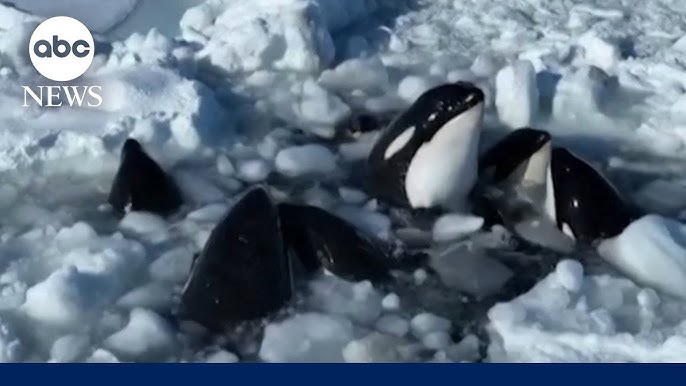 Pod Of Orcas Trapped In Ice Off The Coast Of Japan