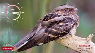suara burung tukang | nightjar bird sound effect | seram | scary | ringtone | mp3
