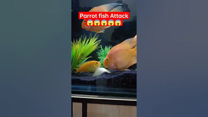 Parrot fish Attack Yellow cichlid fish!!!😰😰😰kill?#viralvideo #parrot #fishcare - DayDayNews
