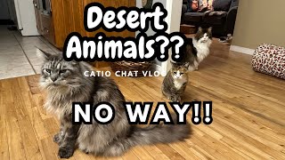 Why Cats Aren’t Thirsty | Catio Chat Vlog #pets #animals #cat videos #catlover by Maine Coon Capers 782 views 13 days ago 10 minutes, 55 seconds