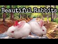 Beautiful rabbits