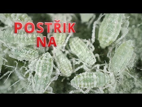 Video: Fungují postřiky na listy?