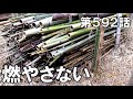 私が大量の竹を何故燃やさないのか？その理由をお話しします｜竹藪整備の現状報告