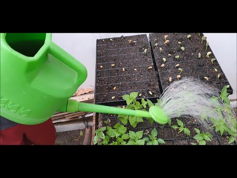 Video: Bolehkah benih yang disinari tumbuh?