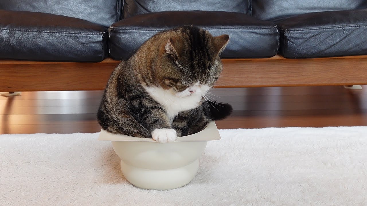 maruさま2029 maxresdefault.jpg