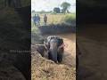 Amazing rescue mission #wildliferescue